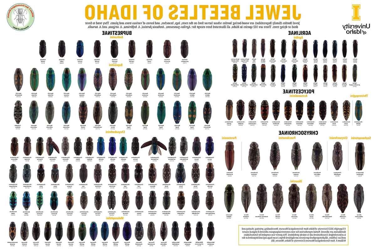 爱达荷州的宝石甲虫海报